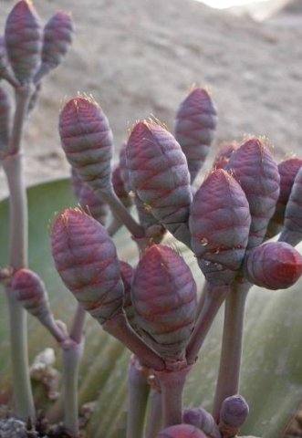 Welwitschia mirabilis female cones purple and grey